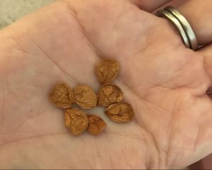 dry plum seeds in my hand