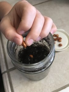 seeds being added to the soil in the jar 
