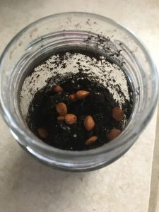 seeds shown in the soil inside the jar