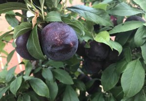 close up of plums growing on the tree