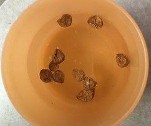 dry seeds soaking in water