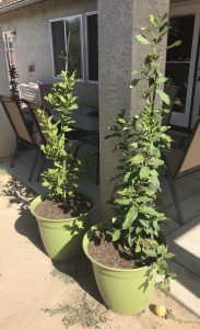 tall lemon trees that were grown from seeds