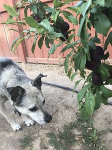 biscuit the dog sniffing at the plum tree