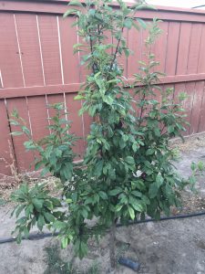 small plum tree with green leaves
