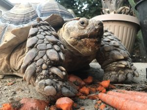 sulcata tortoise eating carrots 