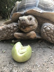 sulcata tortoise eating apple