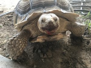 sulcata tortoise with strawberries on face