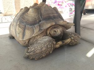 sulcata tortoise