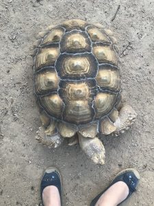 sulcata tortoise and my feet for size comparison