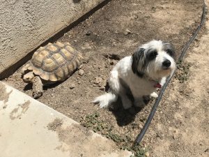 sulcata tortoise and dog 