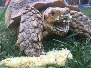 sulcata tortoise eating corn on the cob