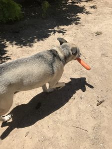 dog with carrot