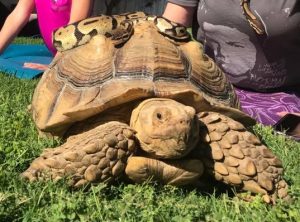 sulcata tortoise with a snake on his shell 