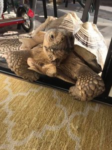 sulcata tortoise trying to come into the house