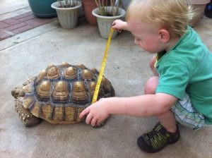 boy measuring sulcata tortoise