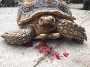 sulcata tortoise eating strawberries